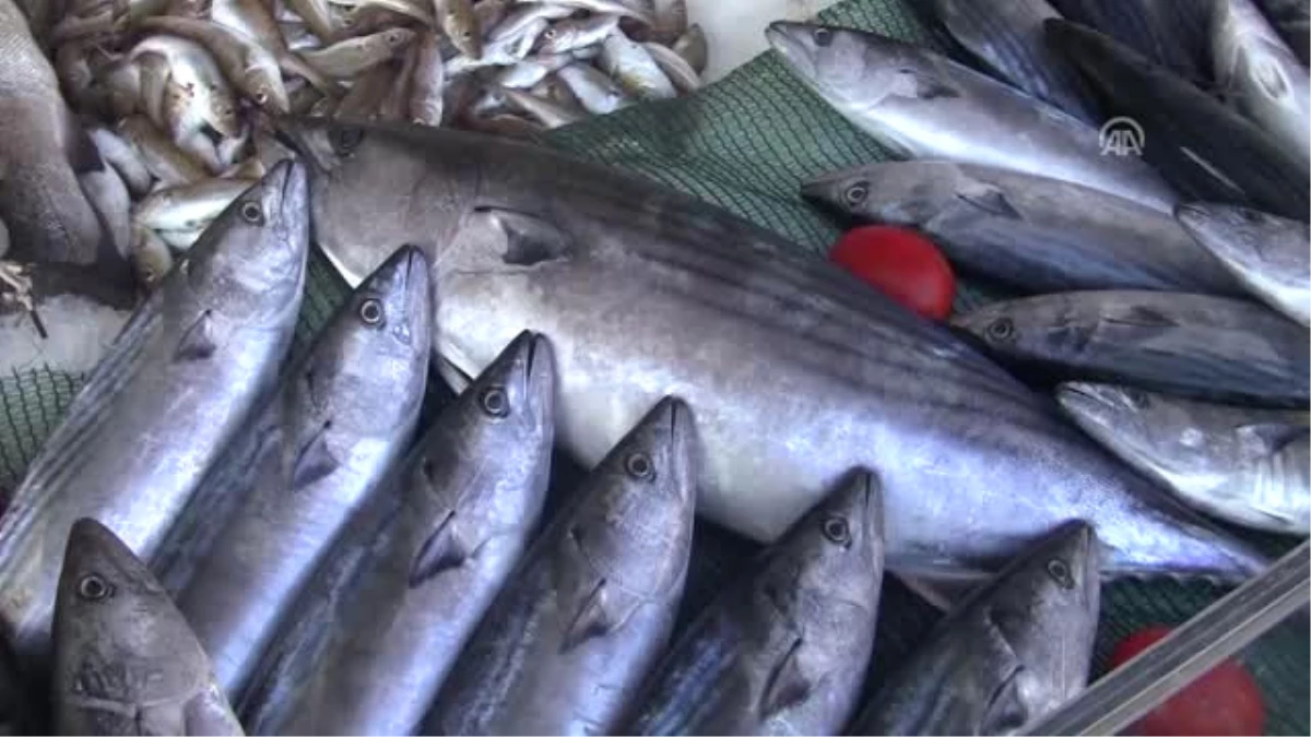 Balıkçıların Ağlarına "Zindandelen Balığı" Takıldı