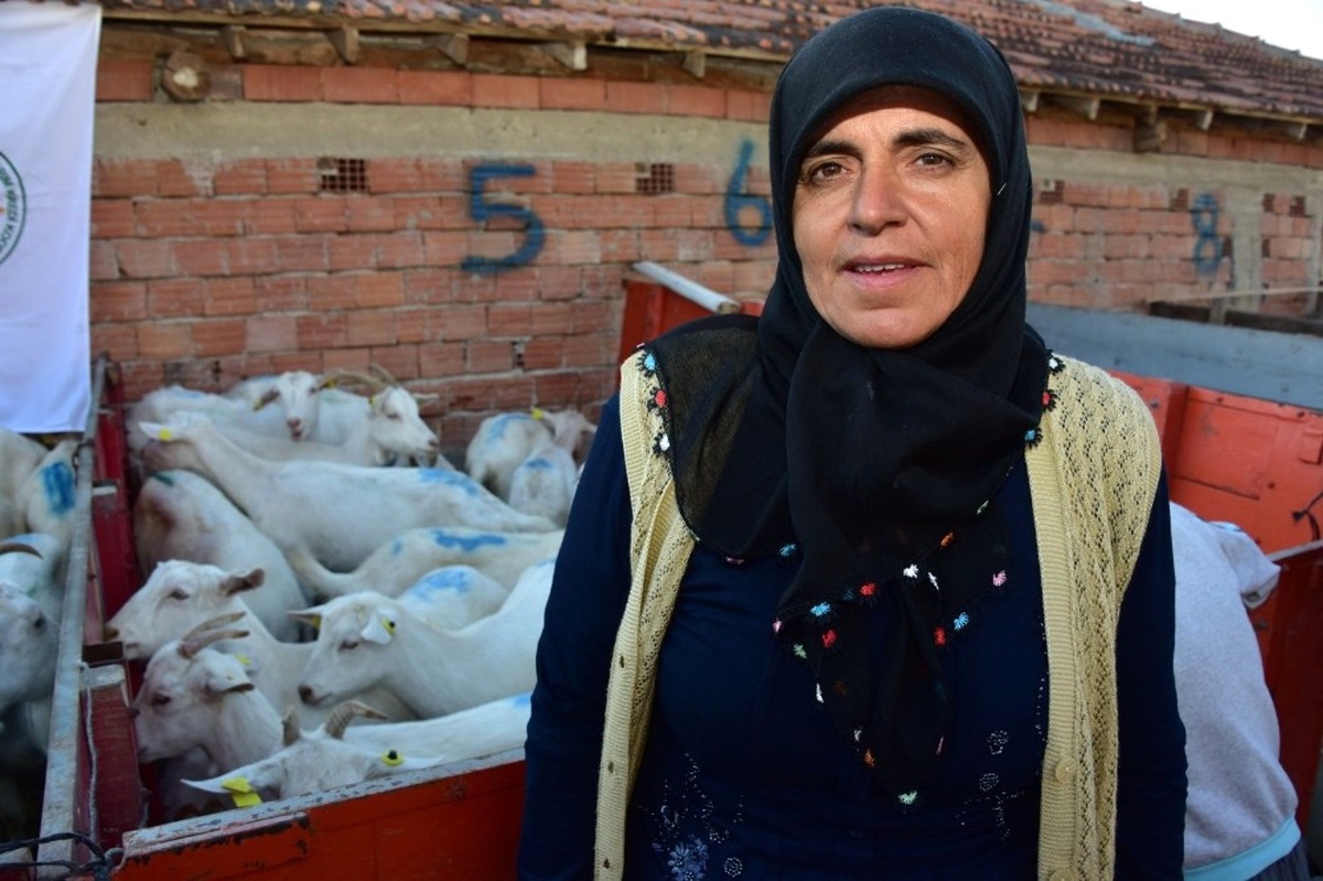 Büyükşehir Vezirköprü\'de 10 Çiftçiye 220 Keçi Dağıttı