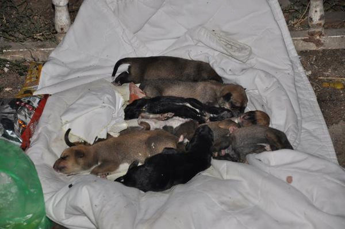 Çöplükte 8 Ölü Yavru Köpek  Bulundu