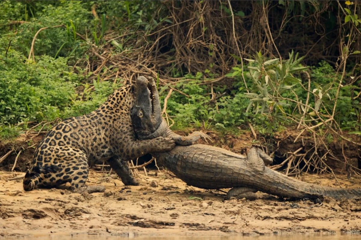 Dev Timsahın Jaguara Öğle Yemeği Olduğu Anlar, Kameraya Yansıdı
