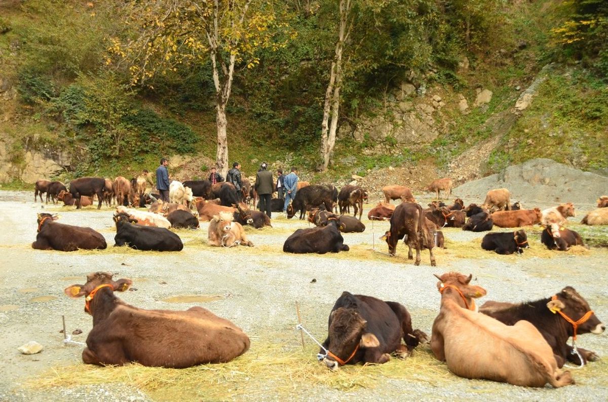 Doğu Karadeniz\'de Orman Köylüsüne 10,2 Milyon Liralık Destek