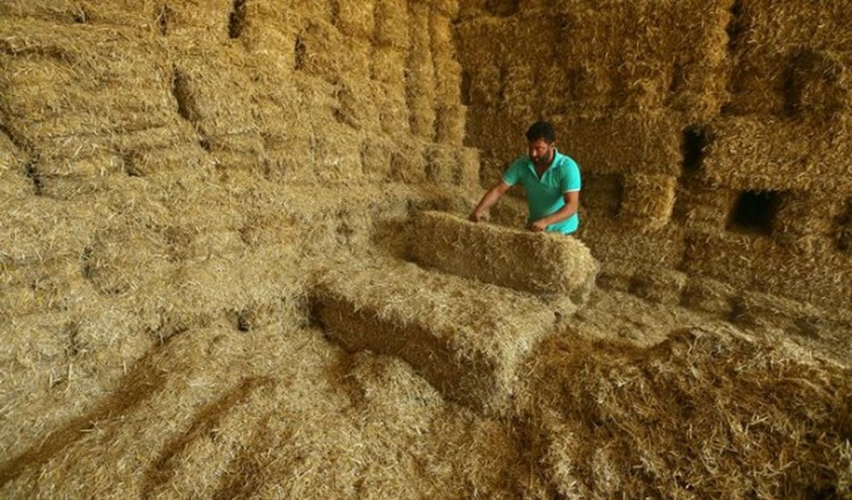 İthal Samanda Sevkiyat Başladı
