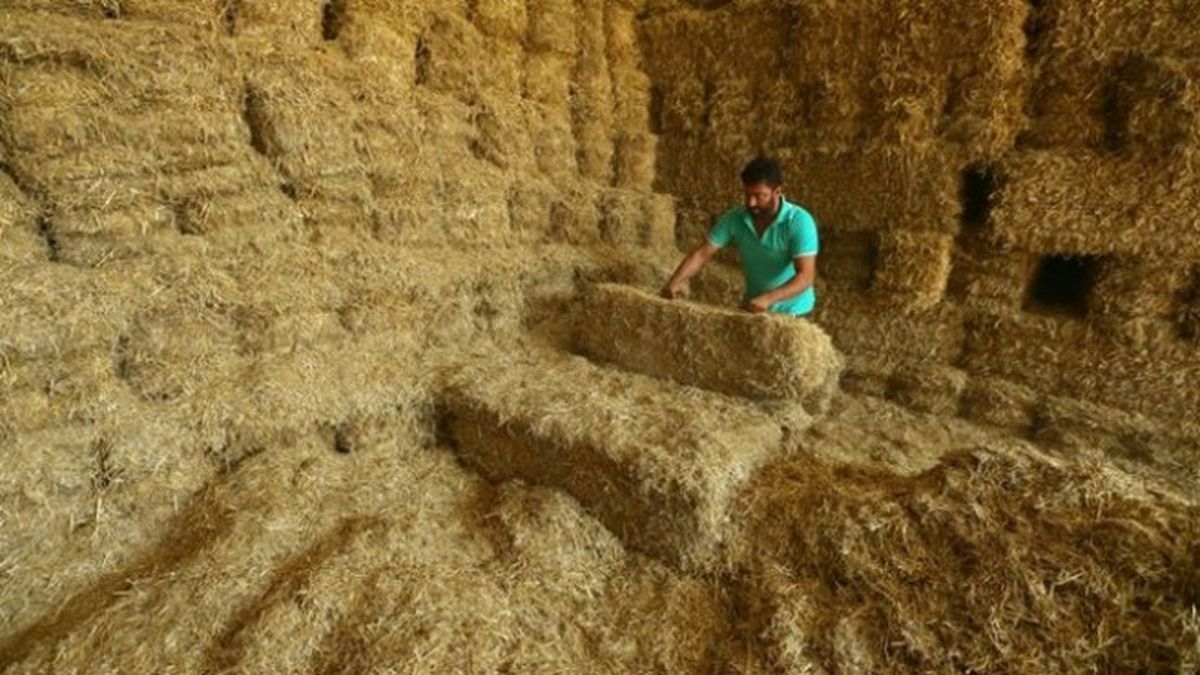 İthal Samanda Sevkiyat Başladı