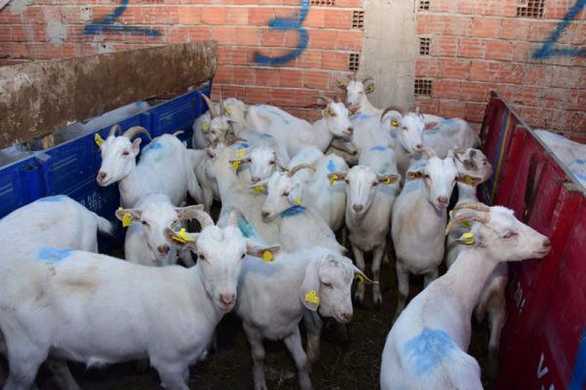 Kırsal Kalkınmayı Desteklemek İçin Çiftçilere 200 Keçi Dağıtıldı