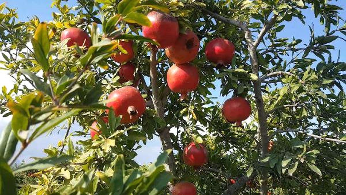 Ortaca\'da Nar Üreticisi Hasada Başladı