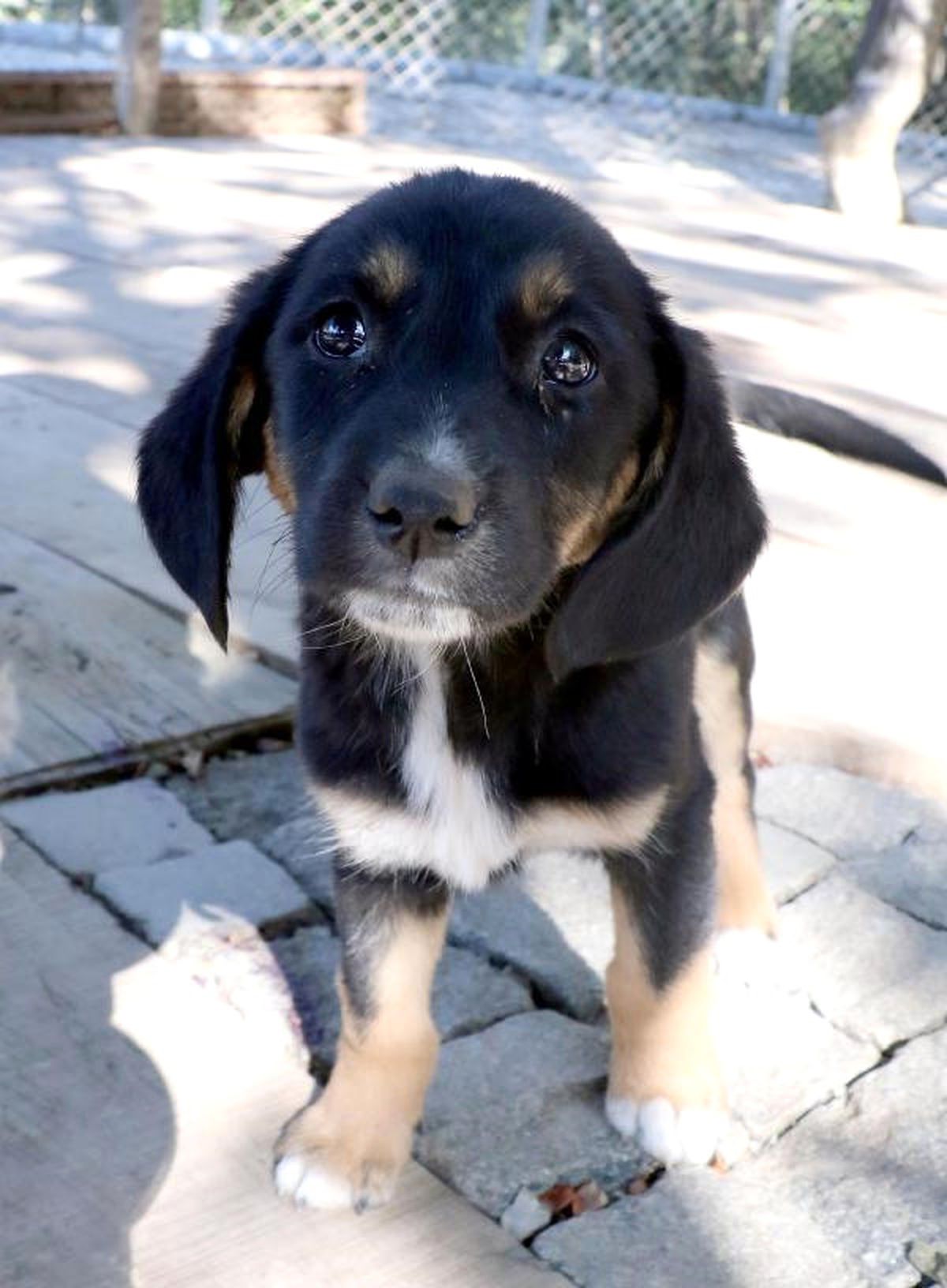Samsun\'da 3 Bin Kedi- Köpek Sahiplendirildi