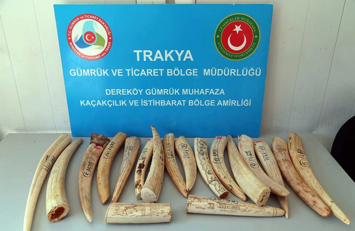 Sınır Kapısında 18 Fildişi Ele Geçirildi