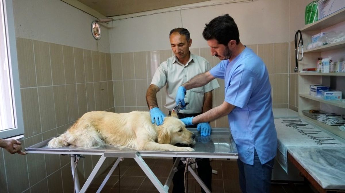 Sokak Hayvanlarına Yönelik Çalışmalar Hızlandırıldı