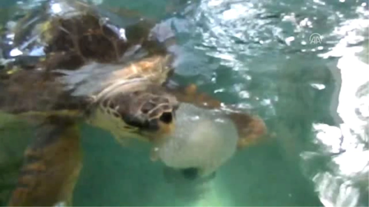 Temiz Denizde Yüzmeyi Kaplumbağalara Borçluyuz" - Muğla