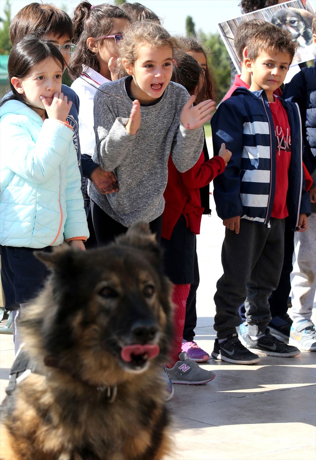 Uzman Köpekler Çocukların Yoğun İlgisini Çekti