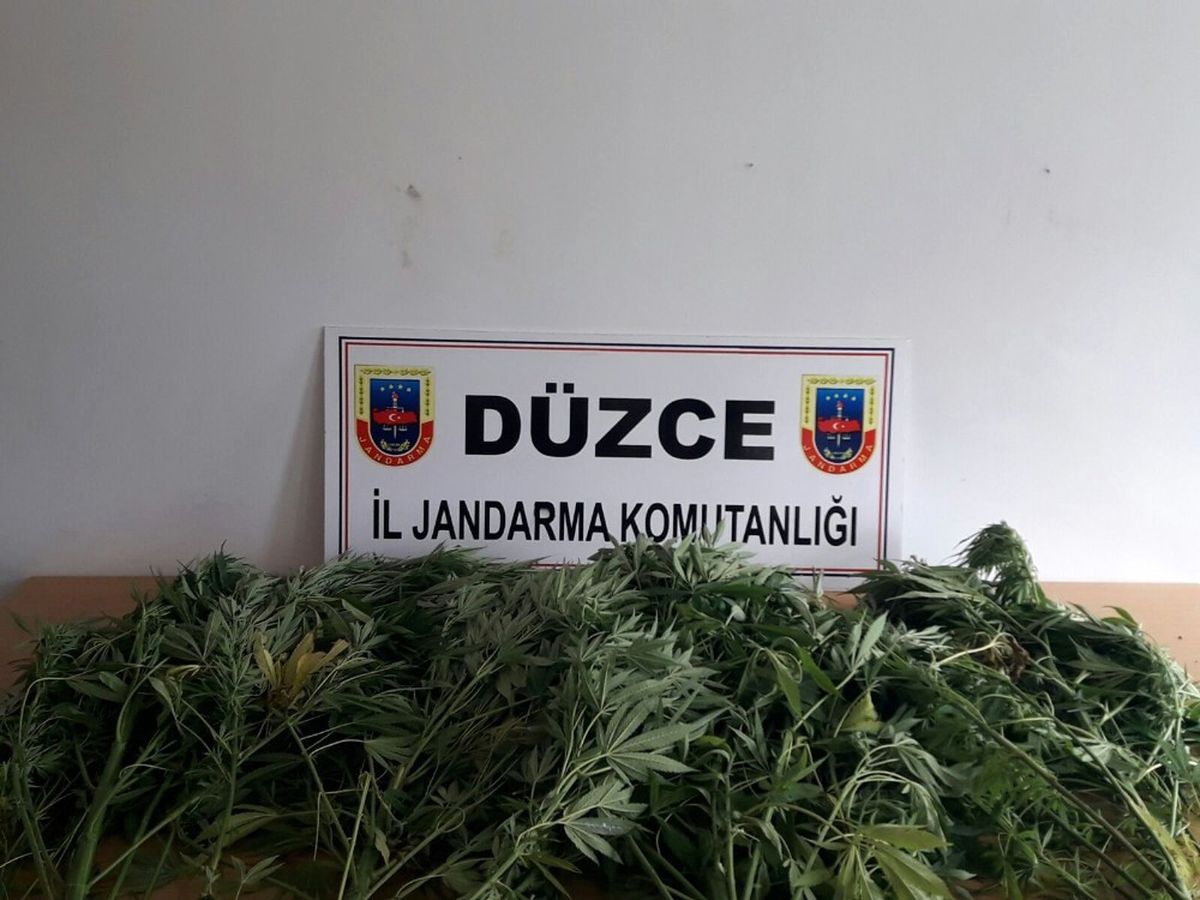 Düzce\'de 56 Kök Hint Keneviri Yakalandı