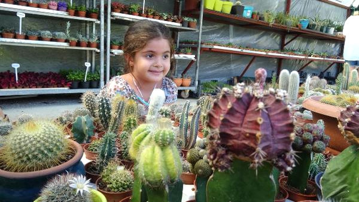 Ev ve İşyerlerinde Kaktüs Bulundurma Önerisi
