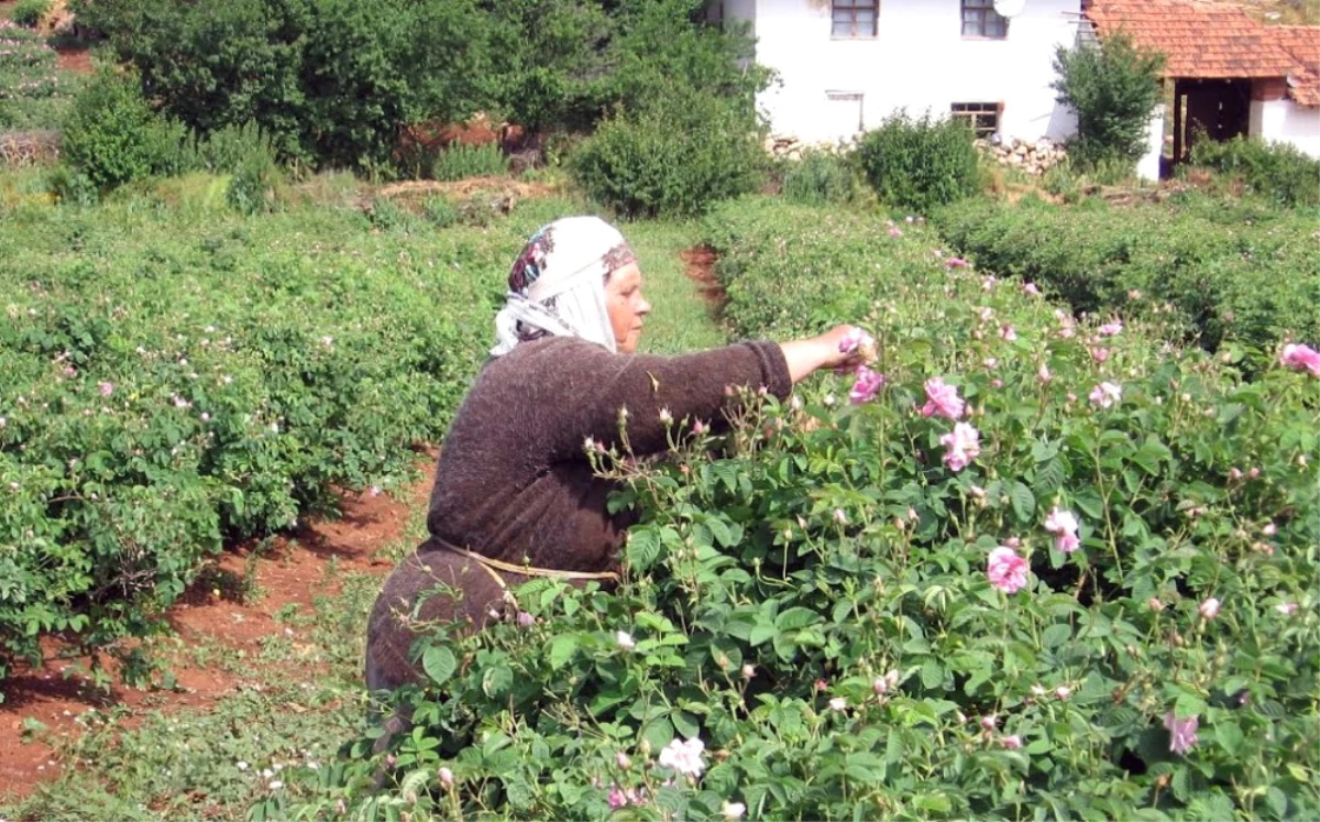 Gülçiçeği Taban Fiyatı 8 Lira 70 Kuruş