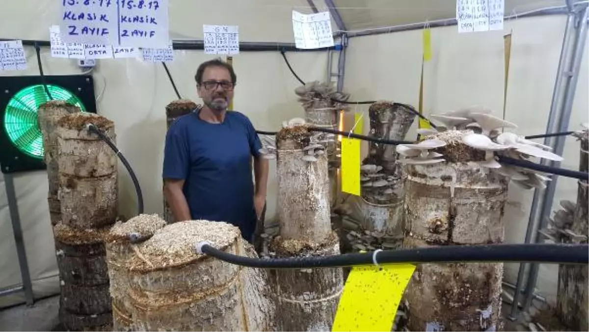 Kütükte Yetiştirdiği Mantarları, Kilosu 20 TL\'ye Satıyor