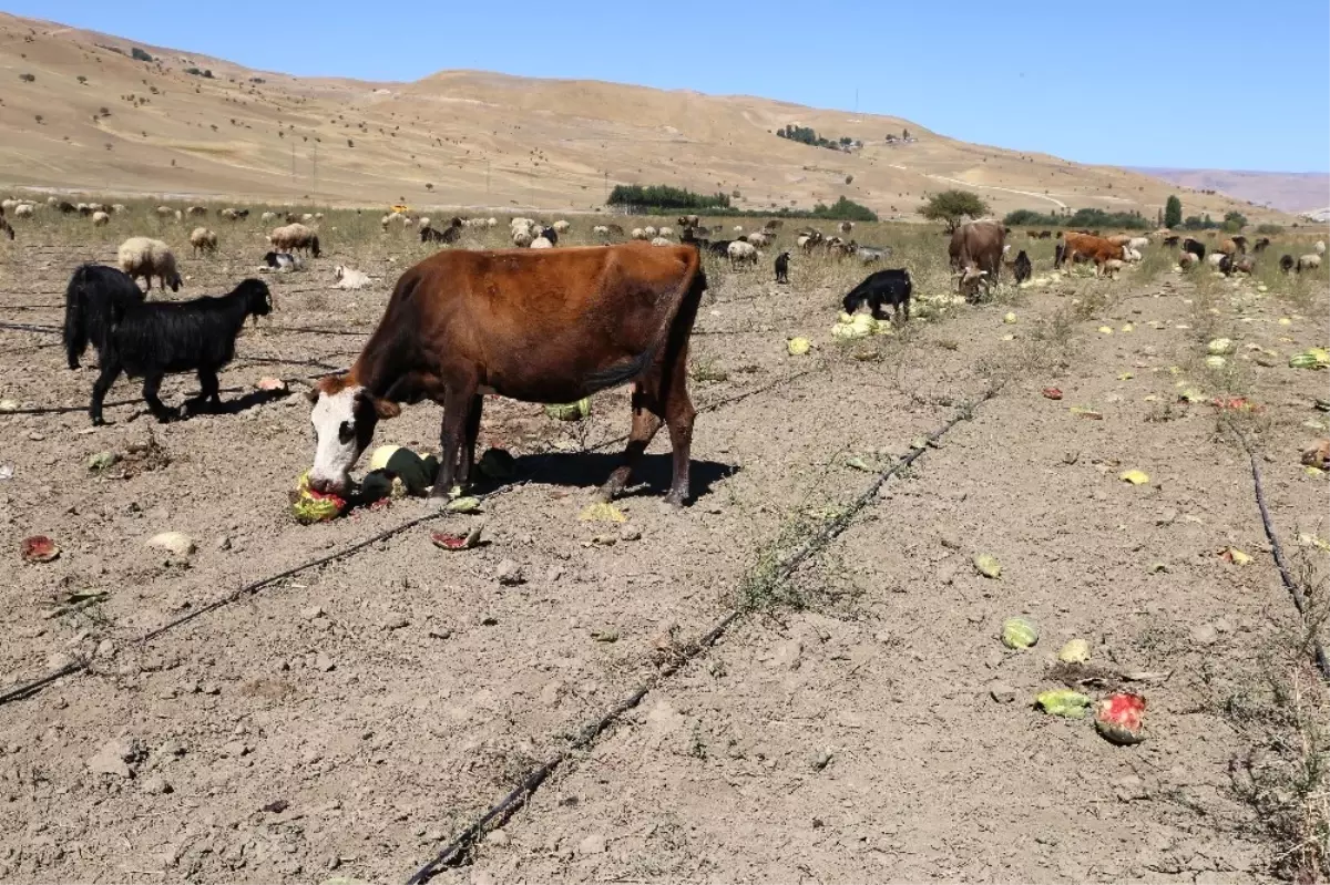 Muşta Karpuzlar Tarlada Kaldı Hayvanlara Yem Oldu