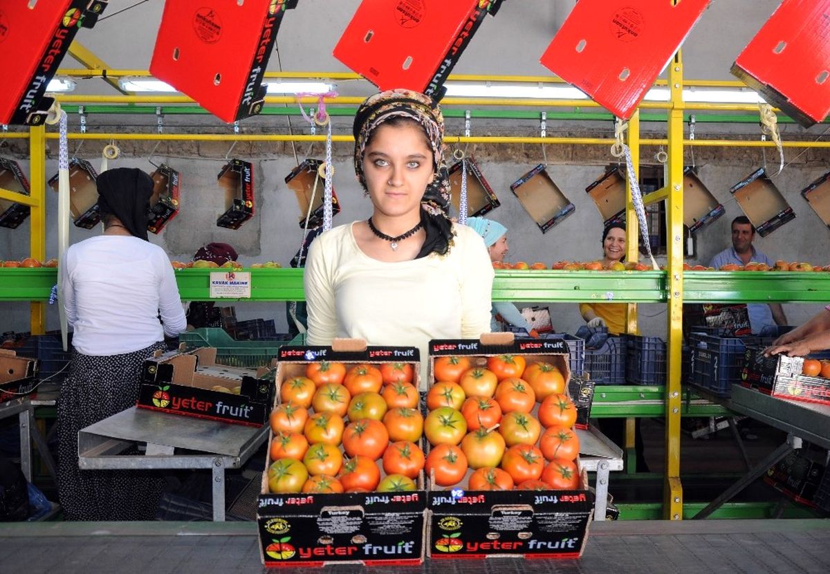 Rusya\'nın Domates İthalatına Mersin Talip