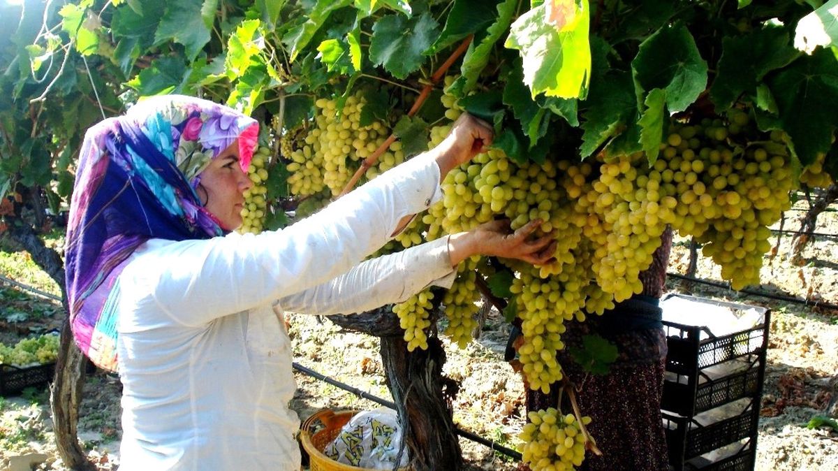 Sarıgöl\'de 200 Bin Ton Üzüm Örtü Altında