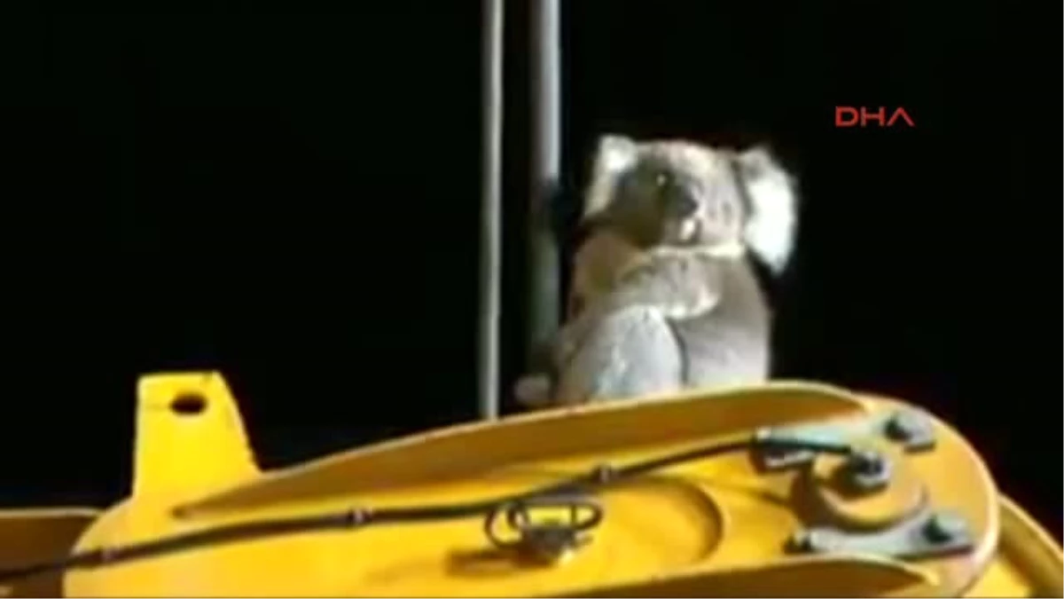 Sondaj Makinesinde Mahsur Kalan Koala Kurtarıldı