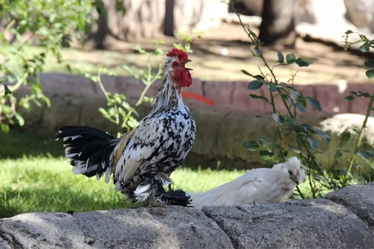 Çay Bahçesinde Süs Tavuğu ve Horozu Besliyor