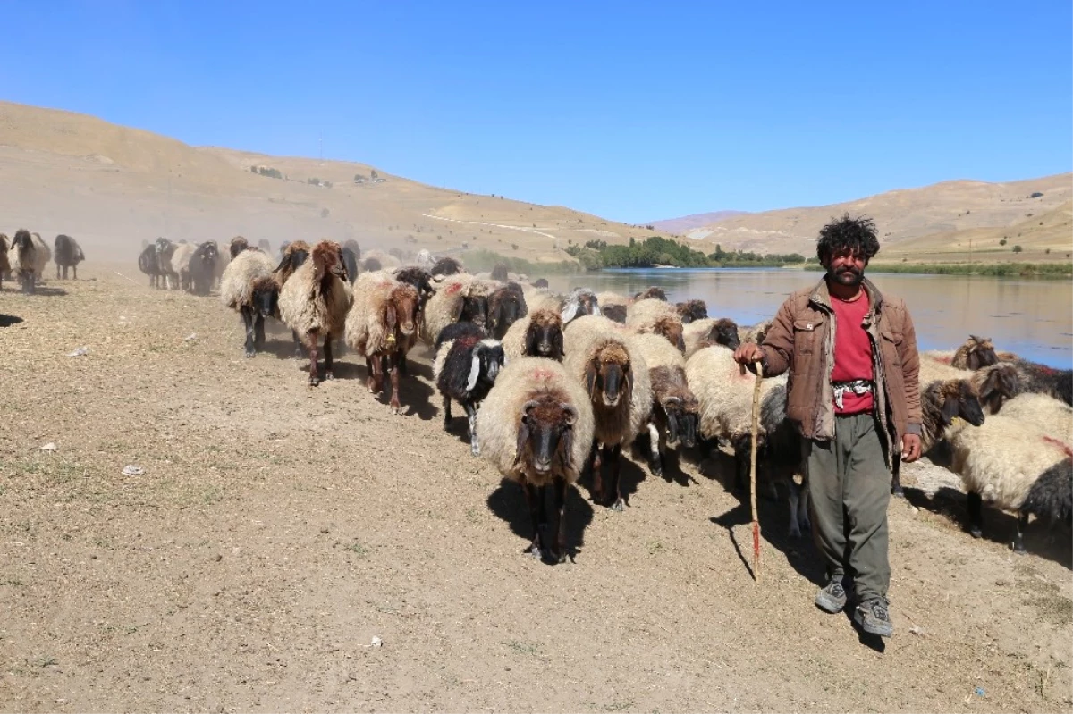 Kışın Gelmesiyle Birlikte Yaylacı Göçerler Dönüş Yolunda