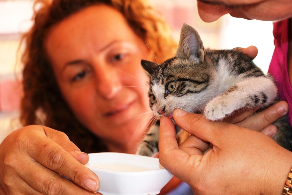 Mahsur Kalan Yavru Kedi, Cep Telefonundaki Kedi Sesi Sayesinde Kurtarıldı