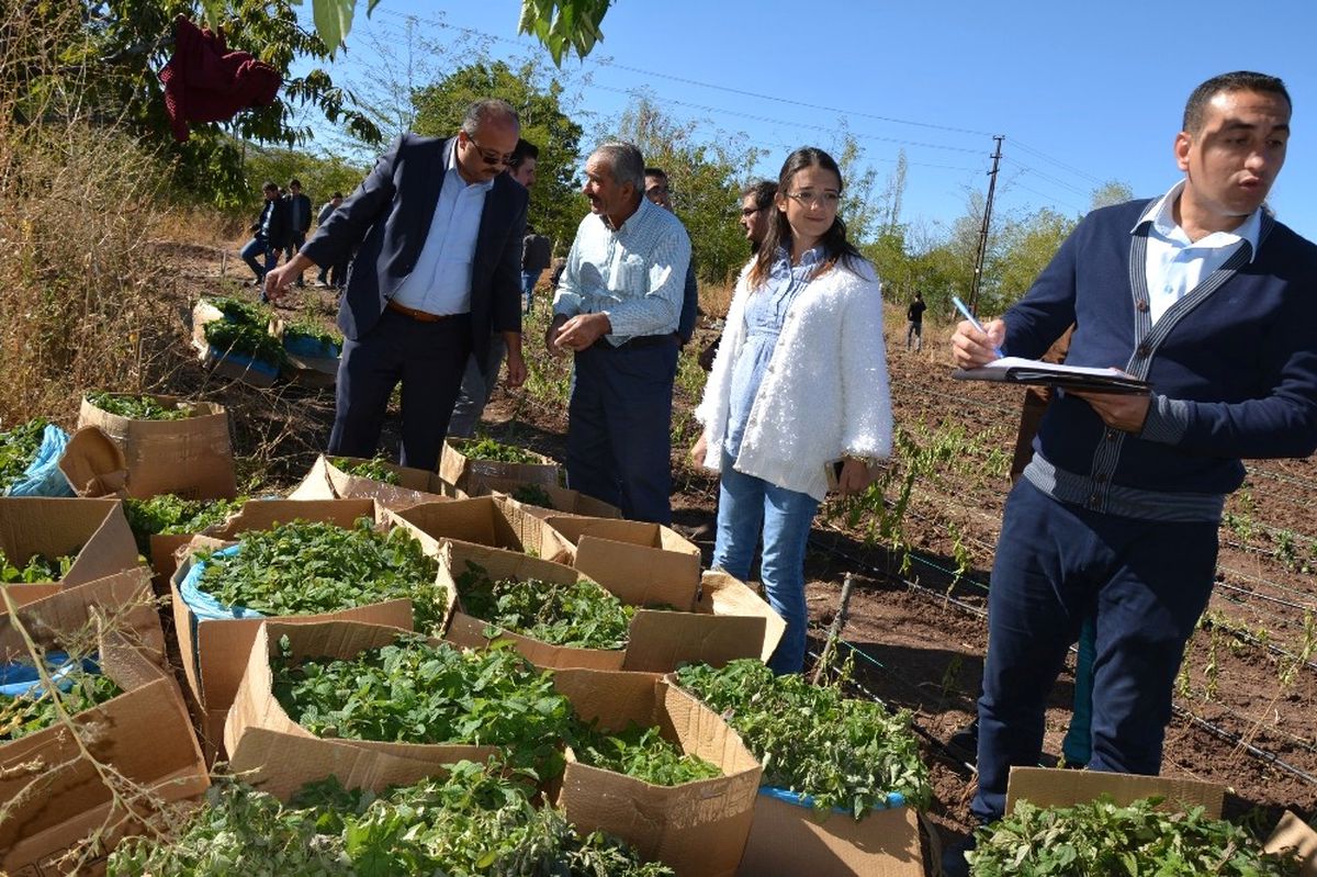 Suşehri\'nde Tıbbi ve Aromali Bitki Üretimi.