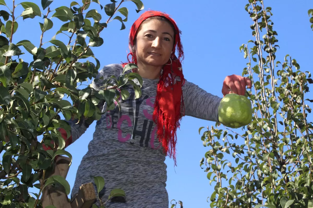 Bir Deveci Armudu, 1 Kilo 155 Gram! Görenler Kavun Zannediyor