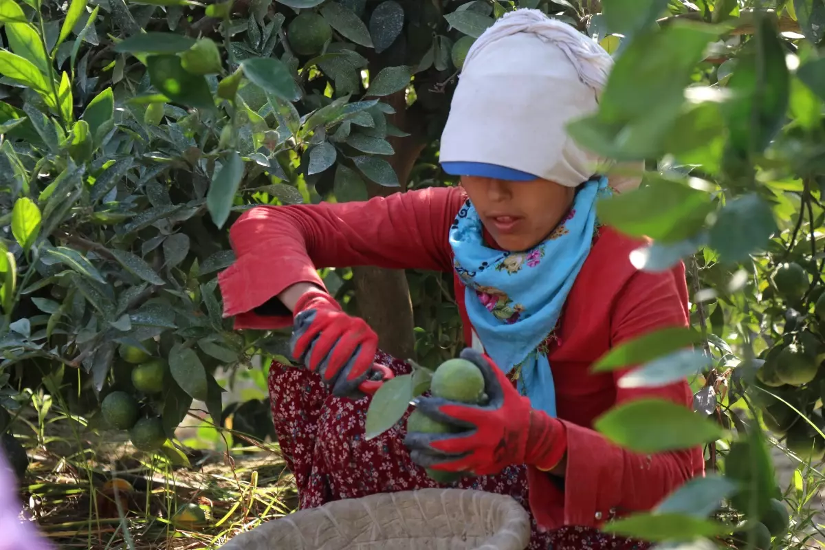 Fahiş Fiyat Yolculuğu! Limon Dalında 1,5 TL, Markette 5 TL