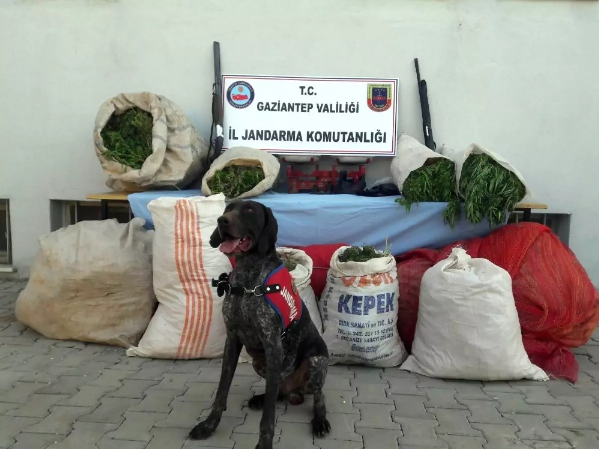 Gaziantep\'te 138 Kilo Esrar Ele Geçirildi