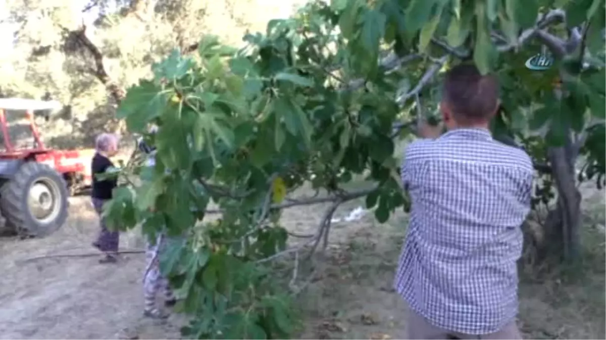 İncirde Rekolte, Hasat ve Jeotermal Etki Değerlendirildi