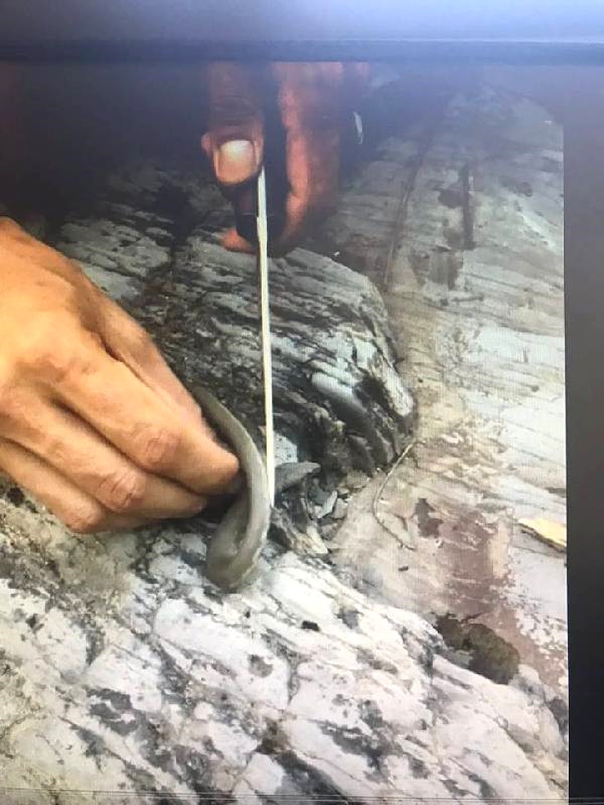 Kaçak Avın Fotoğrafını Sosyal Medyada Paylaşınca Ceza Yedi