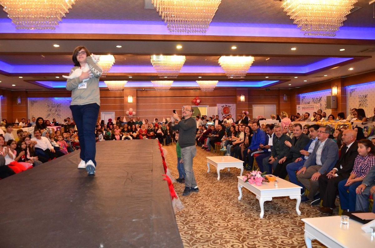 Kediler Podyum İçin Hazır