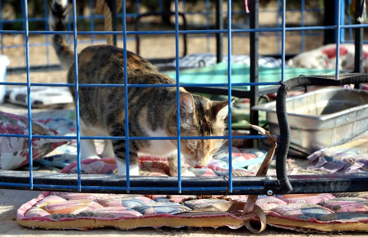 Türkiye\'de İlk Defa Okul Bahçesine Kedi Evi Kuruldu