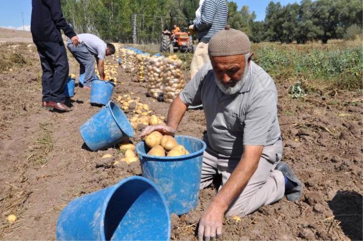 Patates Ekimi Yapan Çiftçilerin Pazar ve İşçi Sıkıntısı