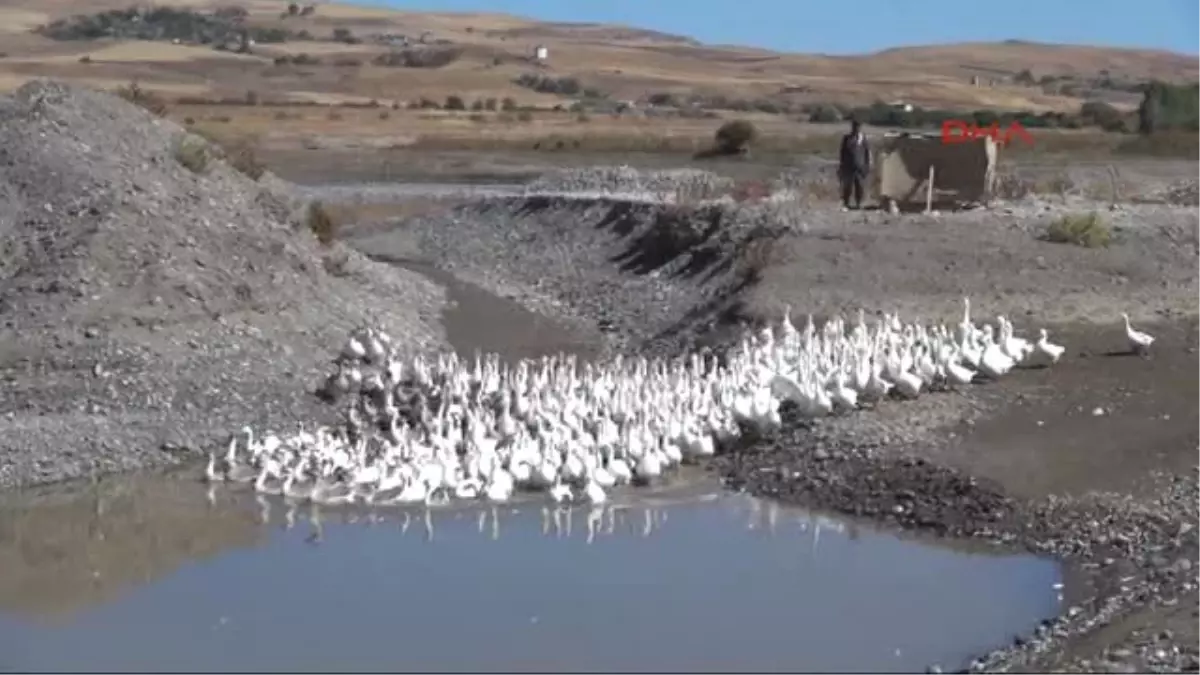 Tunceli\'deki Kaz Çiftliğine Büyük İlgi