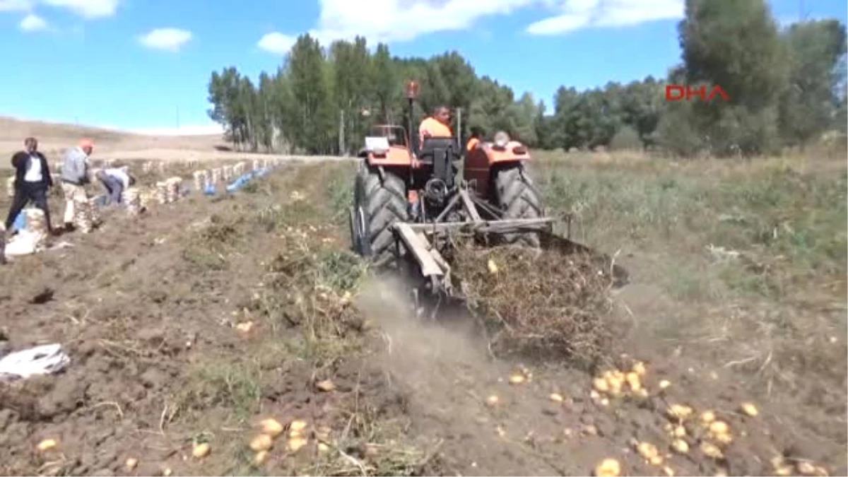 Yozgat Patates Ekimi Yapan Çiftçilerin Pazar ve İşçi Sıkıntısı