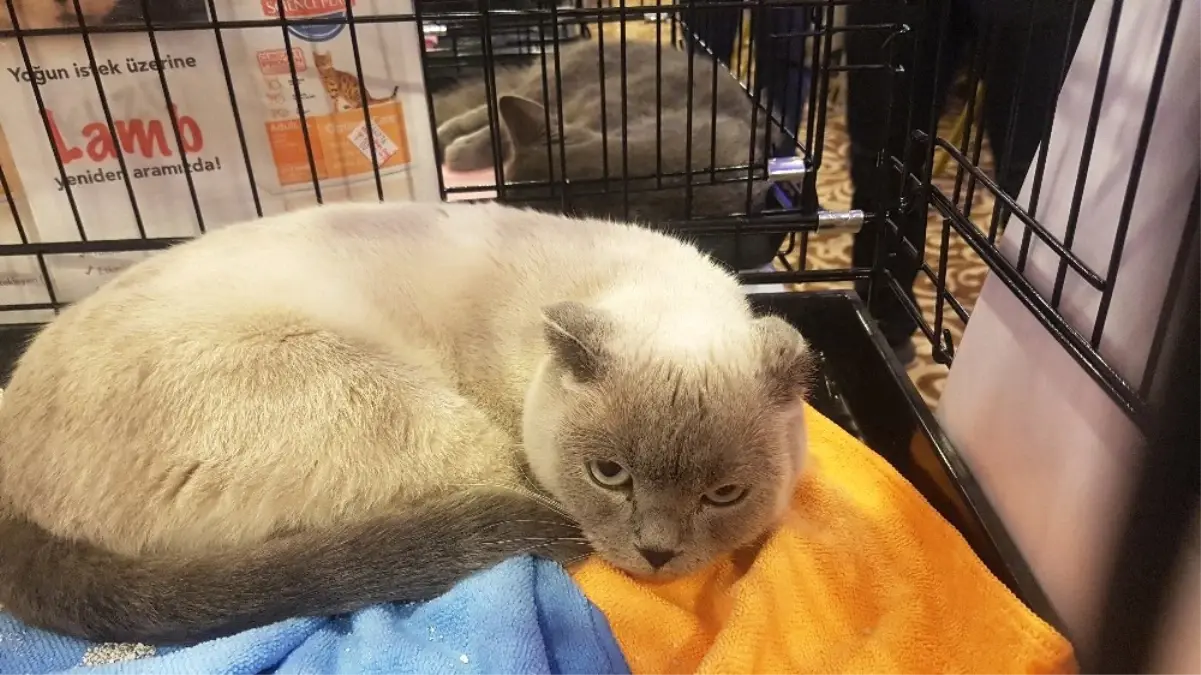 2. Uluslararası Pursaklar Kedi Güzellik Festivali