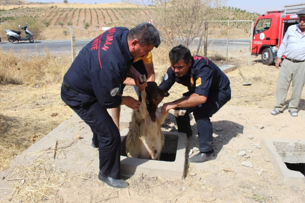 Köpeklerin Kovalamasıyla Kuyuya Düşen 37 Koyun Kurtarıldı