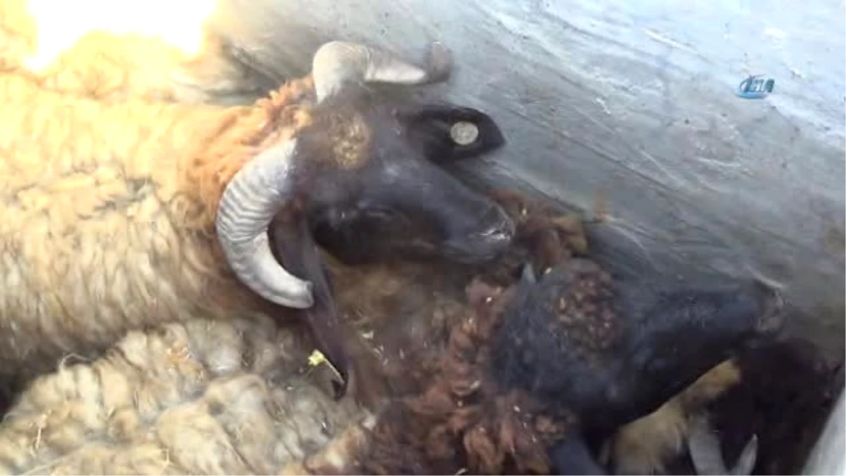 Köpeklerin Kovalamasıyla Kuyuya Düşen 37 Koyun Kurtarıldı