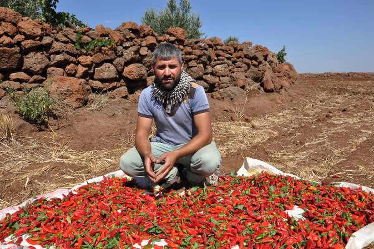 Kurutulmak Üzere Serilen 5 Ton Biber Çalındı
