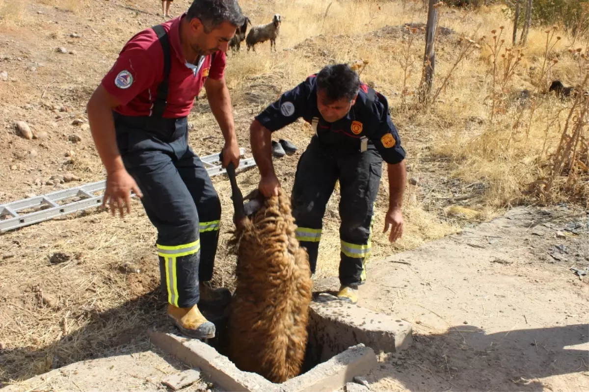 Kuyuya Düşen 37 Koyun Kurtarıldı