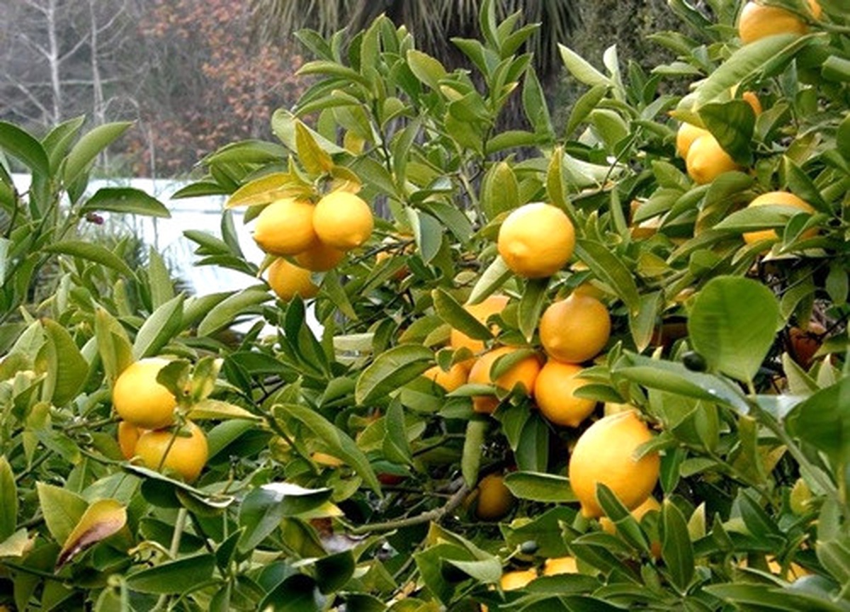 Limon, Bahçede 1,5 Lira, Markette 5 Lira