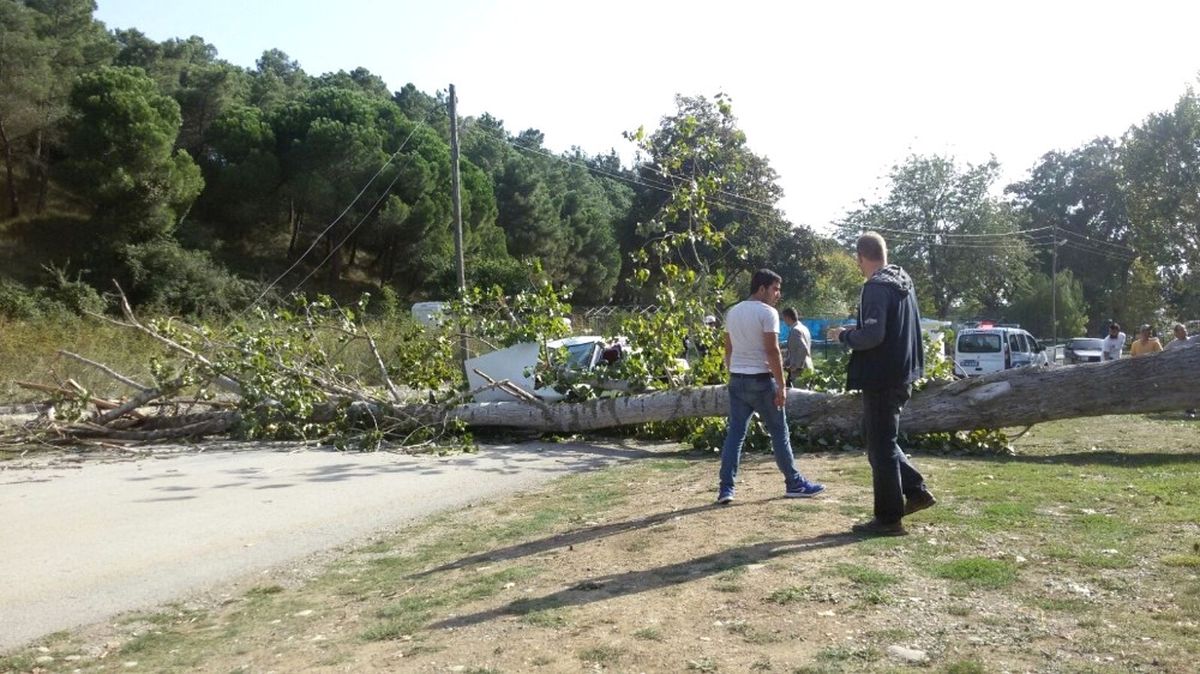 Otomobilin Üzerine Ağaç Devrildi
