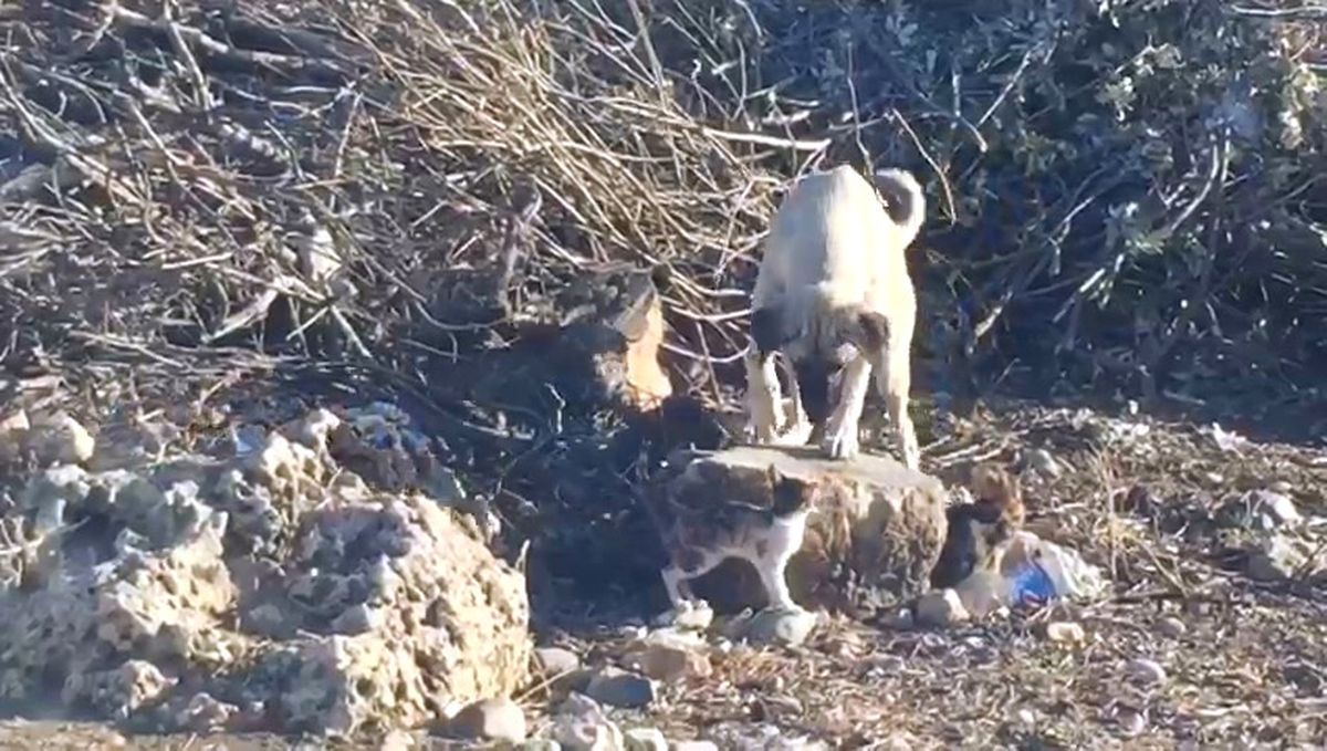 Sokak Köpeğinin Kedilerle Dostluğu