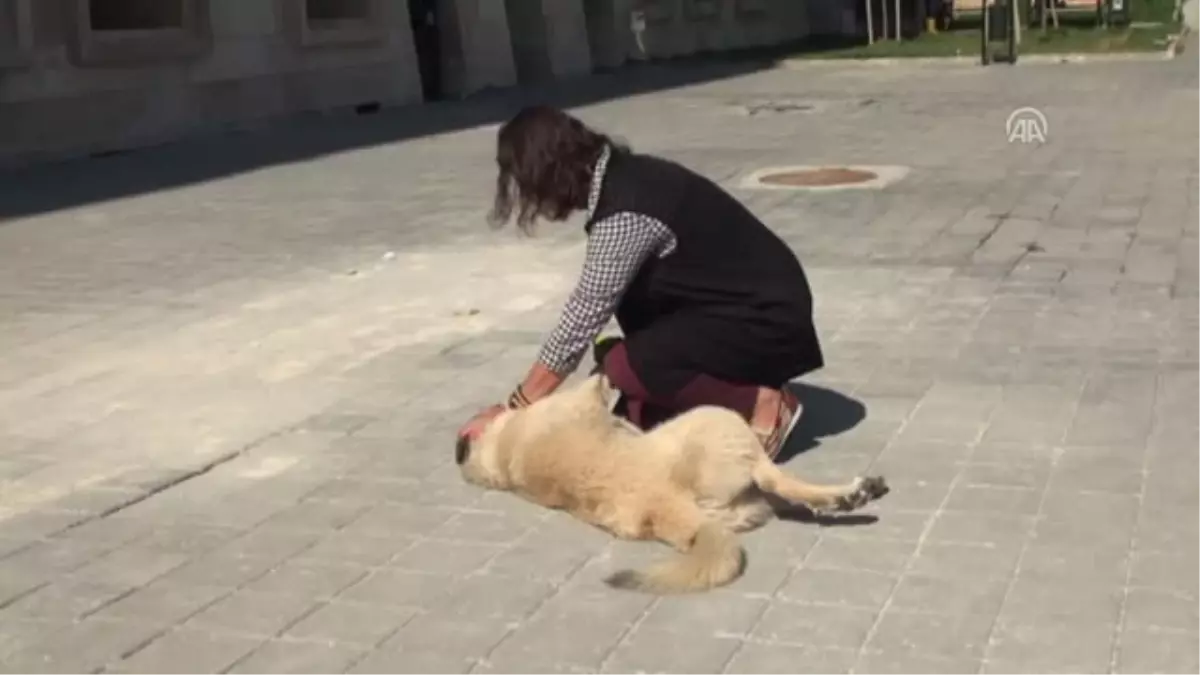 Üniversite Öğrencilerinden Hayvan Severlik Hareketi