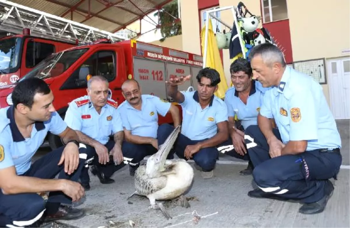 Yaralı Pelikanı İtfaiye Kurtardı