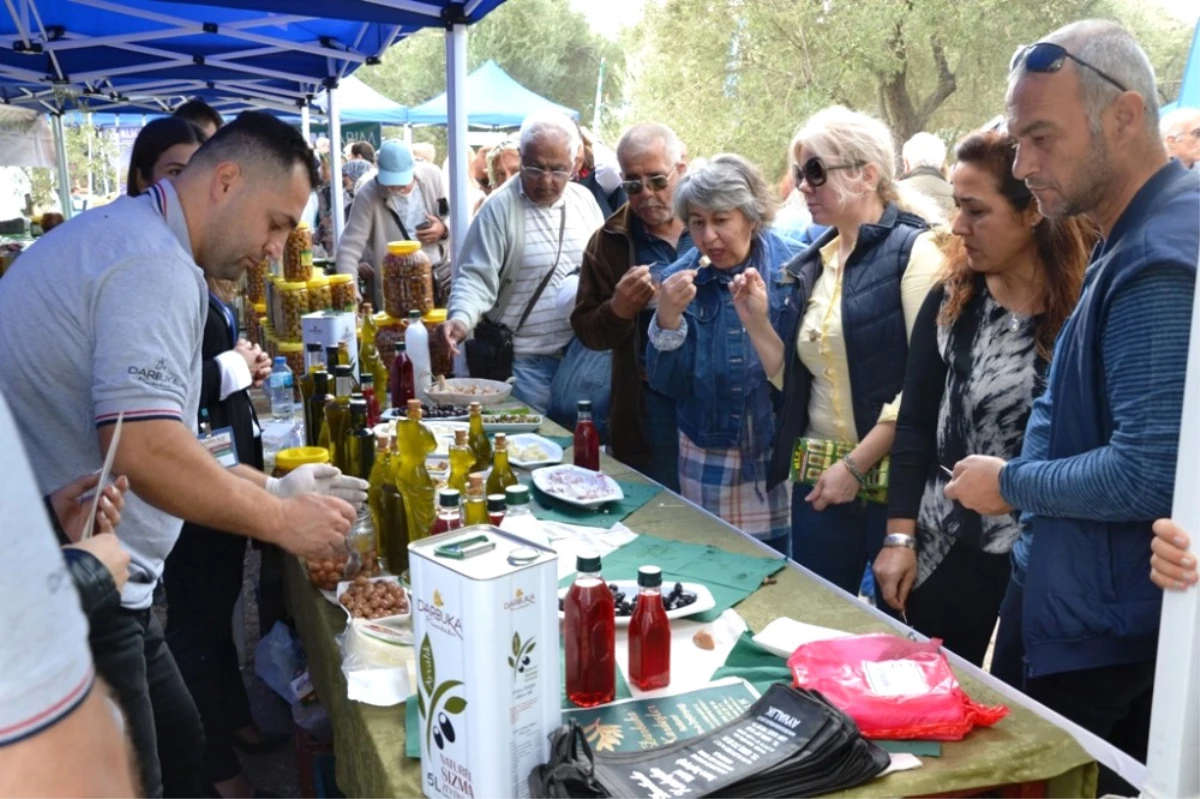 Zeytin Hasadı Törenle Başladı