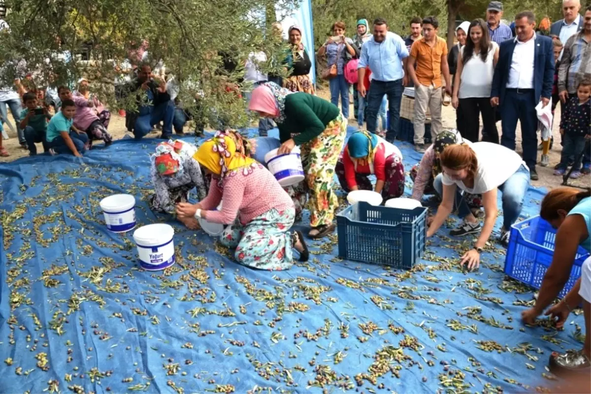 Zeytin Toplayıcıları \'Altın\' İçin Yarıştı