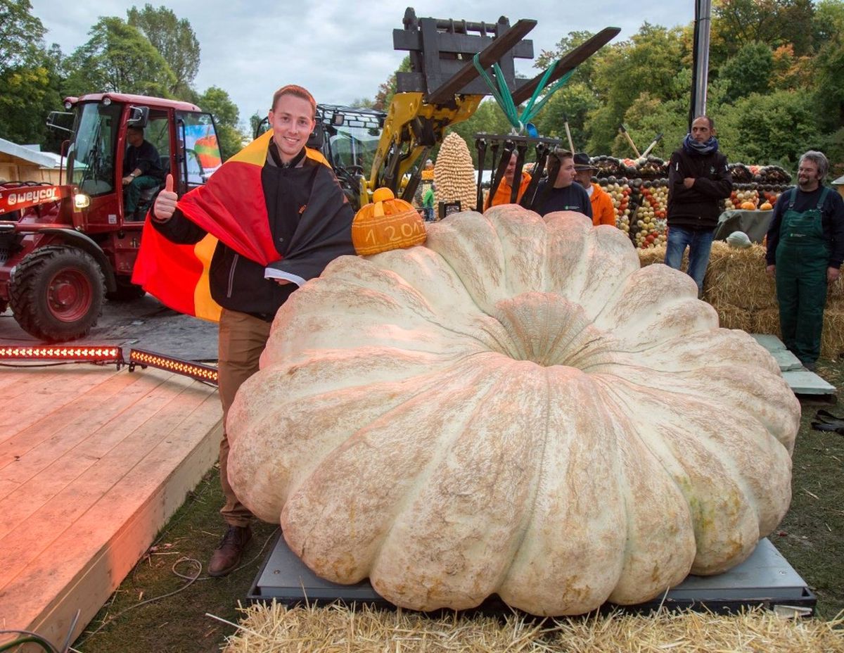 Avrupa\'nın En Ağır Kabağı 1008 Kilo