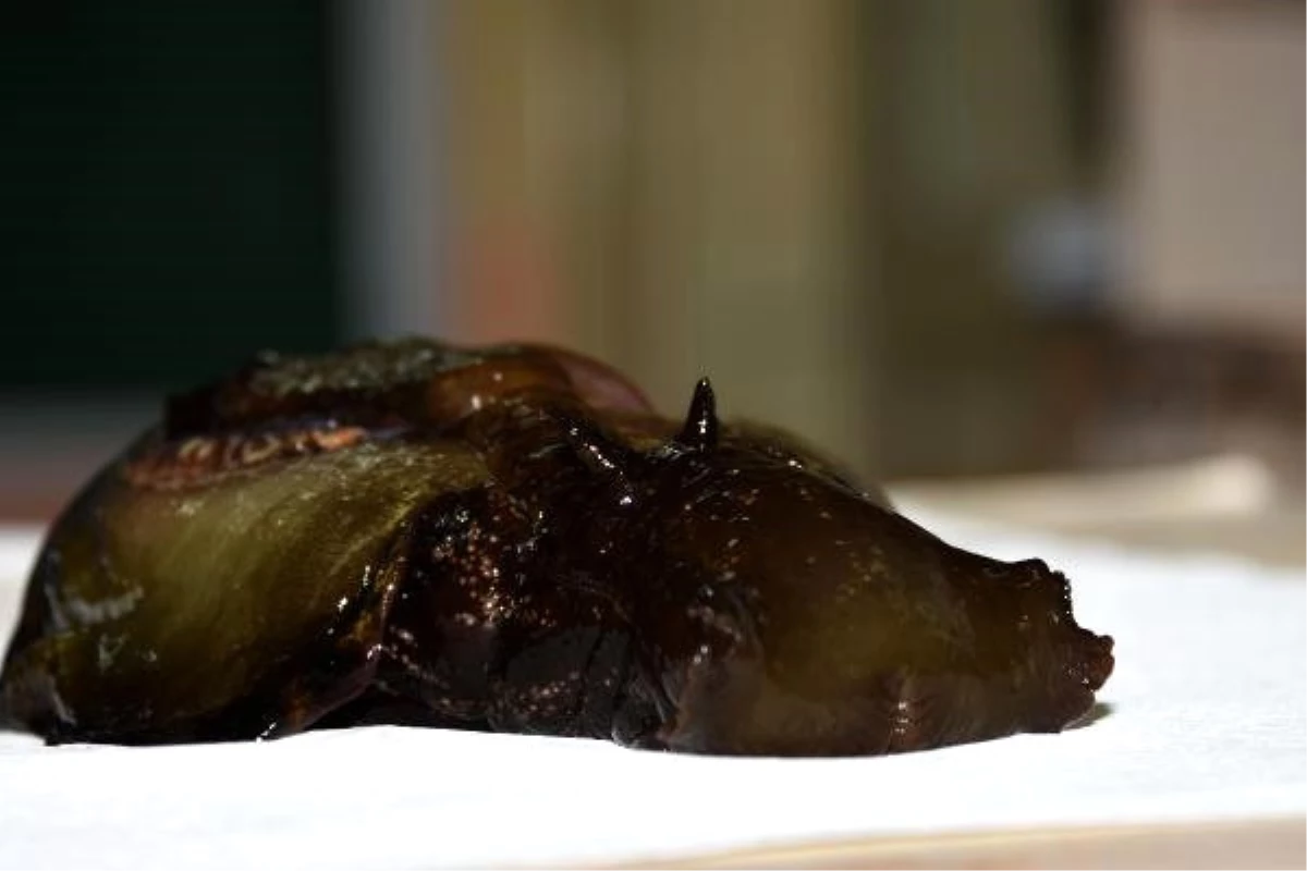 Çanakkale\'de İlk Kez Görülen Deniz Tavşanı Öldü
